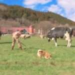 【3DS】牧場物語 3つの里の大切な友だち