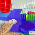 【DS】ハムスターと暮らそう