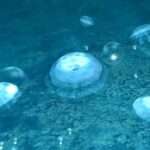 【PS】JELLYFISH The Healing Friend