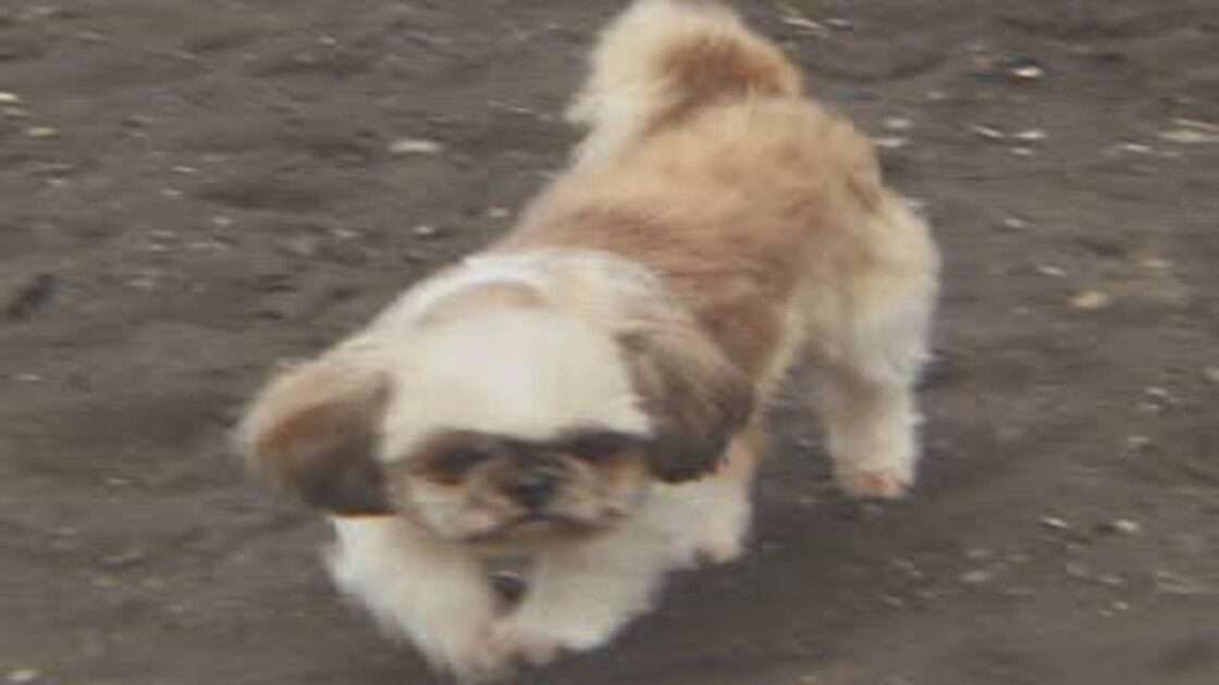 【PS】MAX SURFING 2000