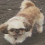 【PS】MAX SURFING 2000