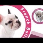 【PSP】THE DOG HAPPY LIFE 〜幸せワンコ生活第1弾〜