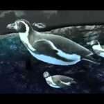 【3DS】アニマルリゾート 動物園をつくろう!!